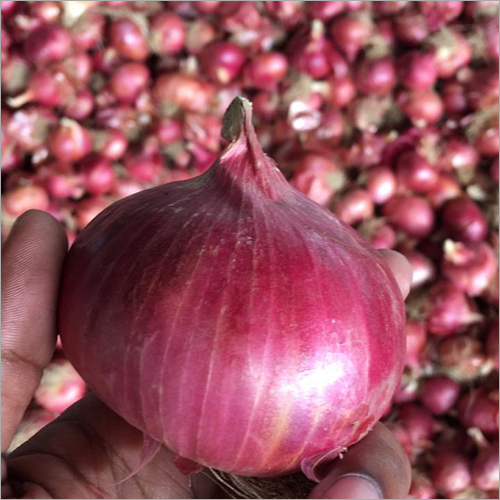 Organic Red Onion