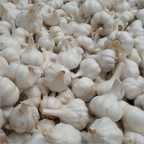 Fresh Garlic Bulbs